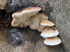 Amylocystis lapponica