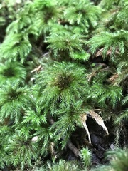 Mniodendron comosum