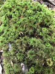Mniodendron comosum