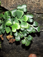 Asplenium ruta-muraria