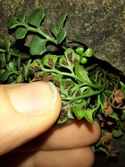 Asplenium ruta-muraria