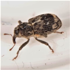 Acoptus suturalis