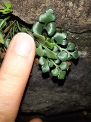 Asplenium ruta-muraria