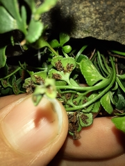 Asplenium ruta-muraria