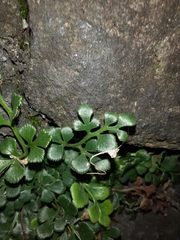 Asplenium ruta-muraria