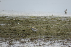 Charadrius alticola