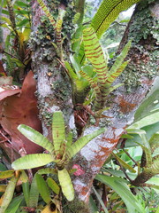 Neoregelia pauciflora