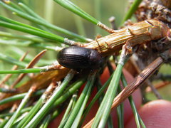 Nalassus dermestoides