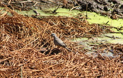 Geopelia placida placida