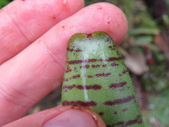 Neoregelia pauciflora
