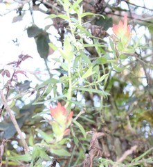 Castilleja auriculata