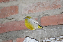 Sicalis uropygialis