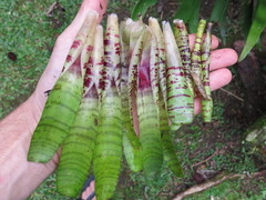 Neoregelia pauciflora