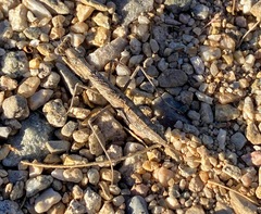 Litaneutria ocularis