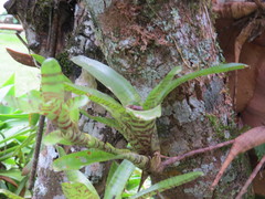 Neoregelia pauciflora