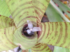 Neoregelia pauciflora
