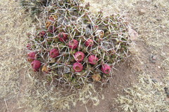 Maihueniopsis molfinoi