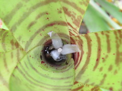 Neoregelia pauciflora