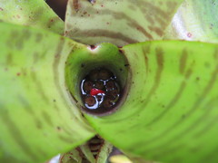 Neoregelia pauciflora