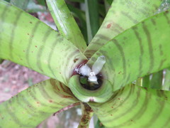 Neoregelia pauciflora