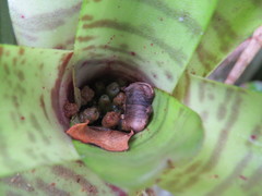 Neoregelia pauciflora