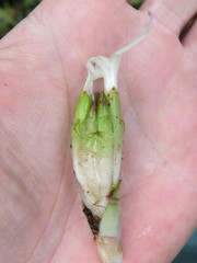 Neoregelia pauciflora