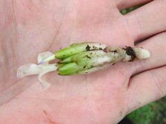 Neoregelia pauciflora