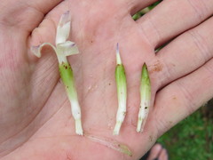 Neoregelia pauciflora