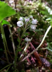 Veronica californica