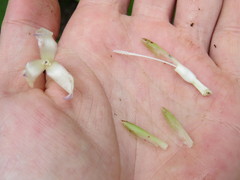 Neoregelia pauciflora