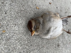 Zonotrichia leucophrys