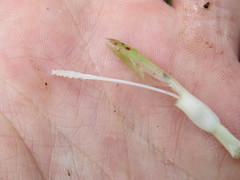 Neoregelia pauciflora