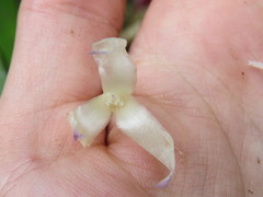 Neoregelia pauciflora