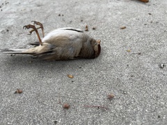 Zonotrichia leucophrys