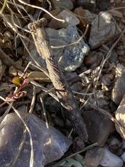 Litaneutria ocularis