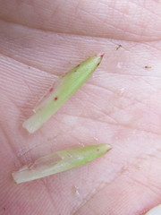 Neoregelia pauciflora