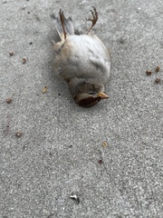 Zonotrichia leucophrys