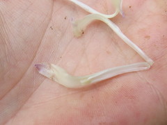 Neoregelia pauciflora