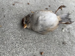 Zonotrichia leucophrys