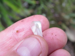 Neoregelia pauciflora