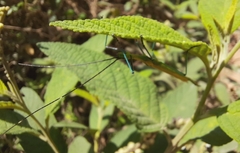 Tithonophasma tithonus