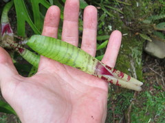 Neoregelia pauciflora