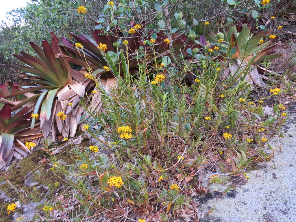 Epidendrum xanthinum