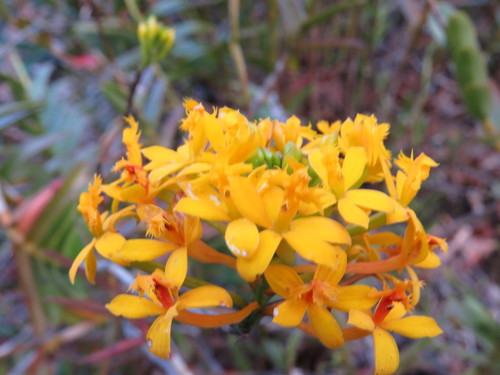 Epidendrum xanthinum, photograph 6