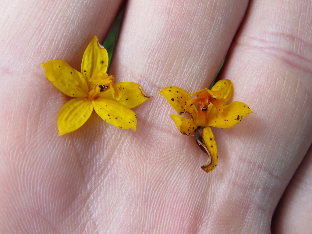 Epidendrum xanthinum Lindl. 3
