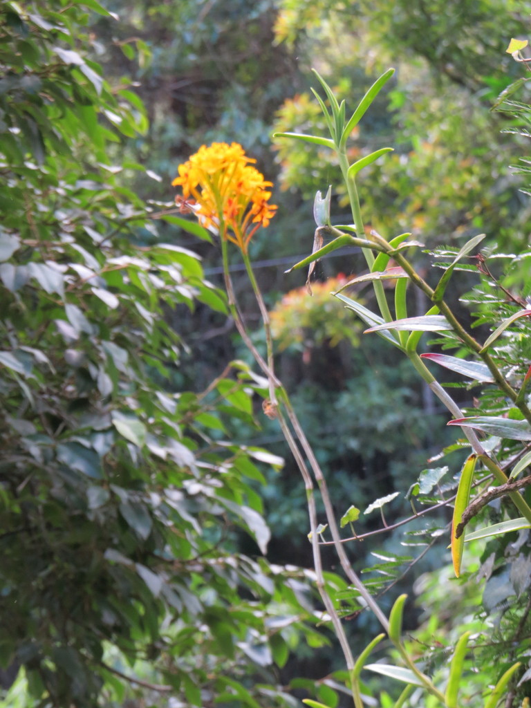 Epidendrum xanthinum Lindl. 4
