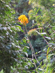 Epidendrum xanthinum