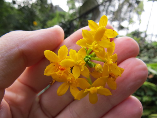 Epidendrum xanthinum, photograph 4