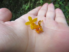 Epidendrum xanthinum
