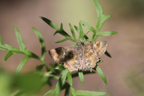 Texas Powdered-Skipper